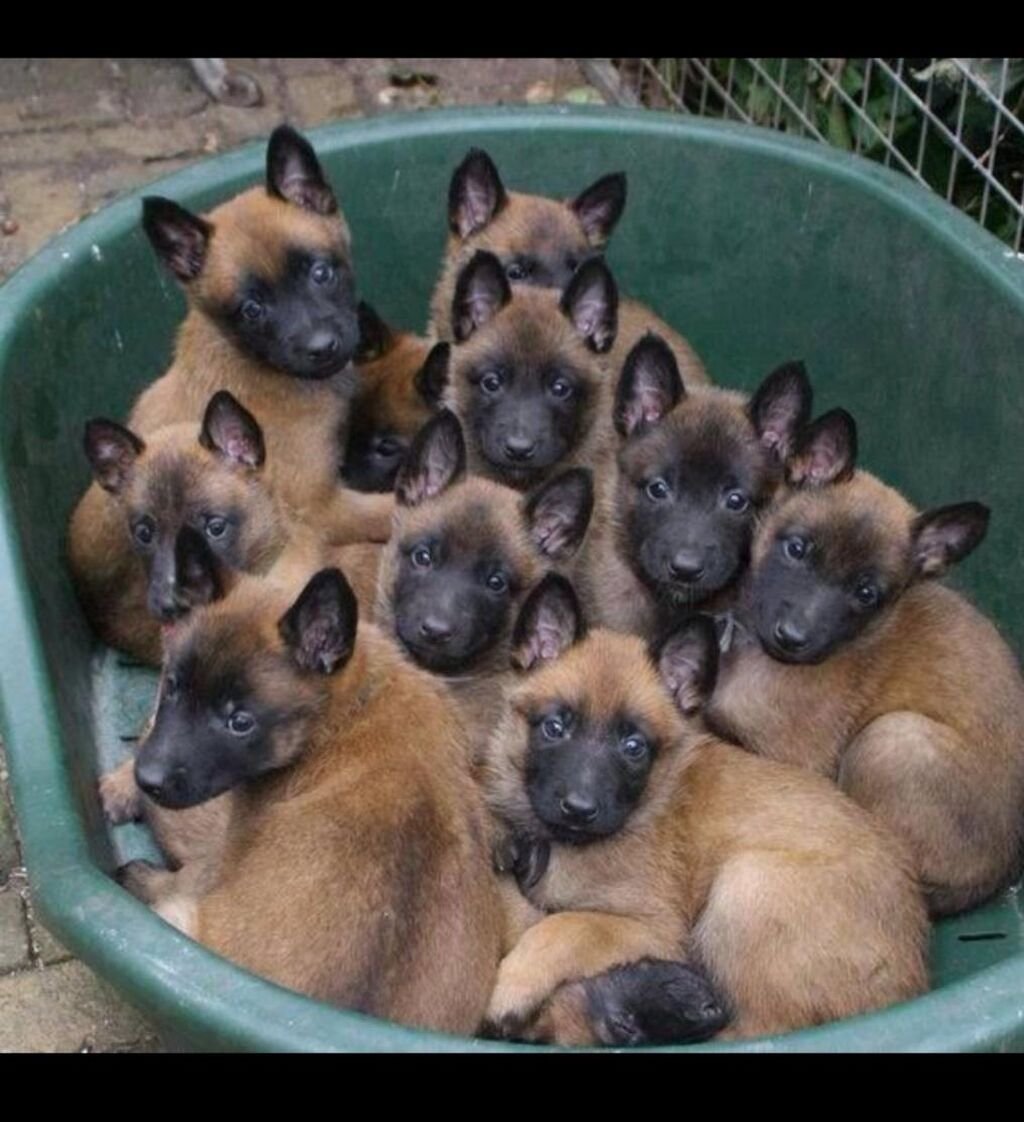 Схипперке шипперке