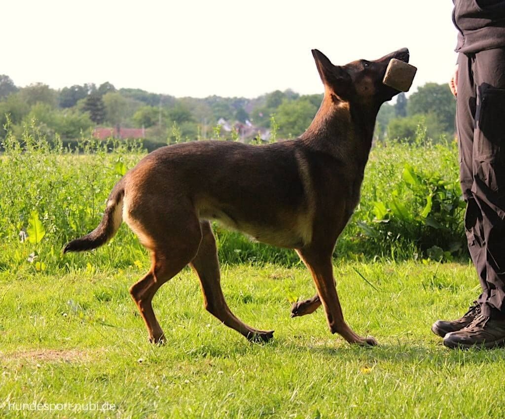 Бельгийская овчарка малинуа мускулатура