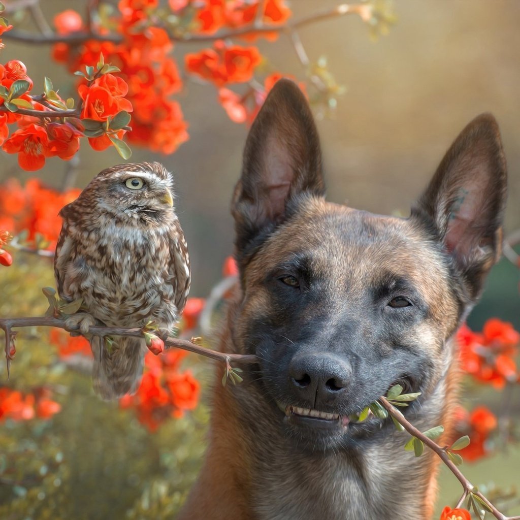 Маленькая Бельгийская овчарка шипперке