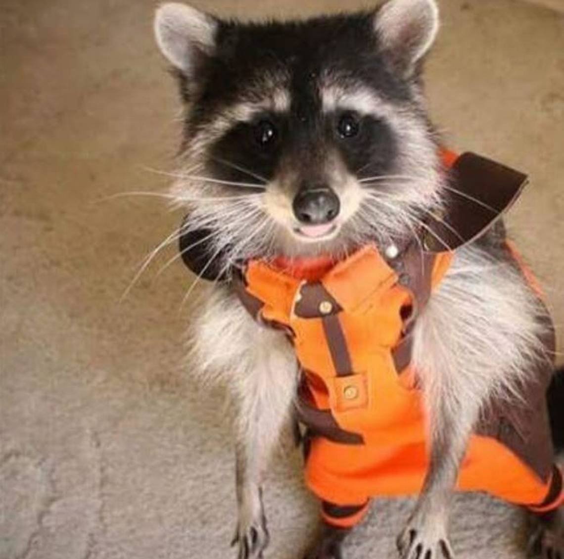 Енотик в костюме