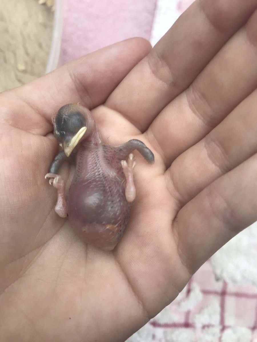 Новорожденный птенец Воробьев