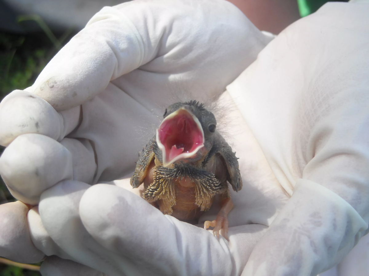 Птенец воробья