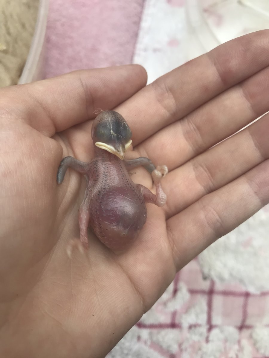 Птенцы Воробьев новорожденных