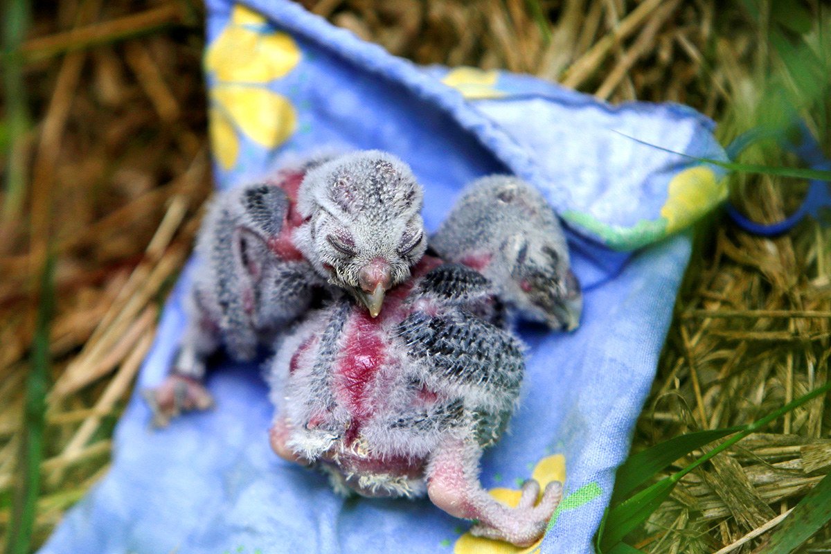 Новорожденный птенец Совы