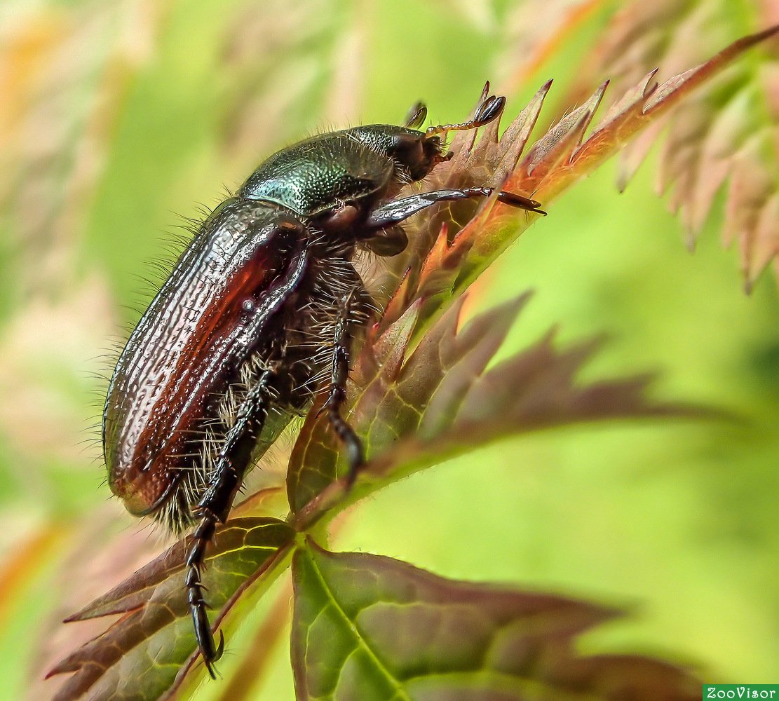 Жук хрущ квартирный