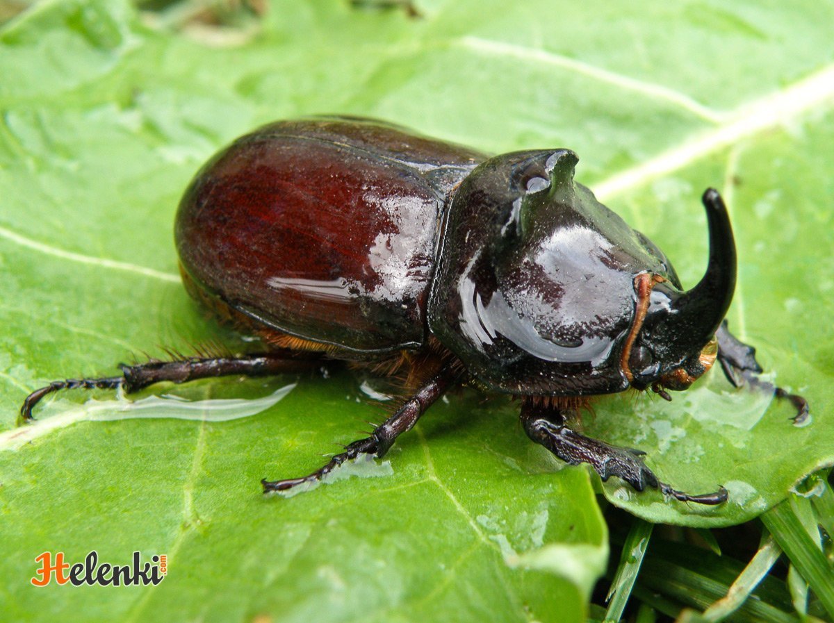 Африканский Жук носорог