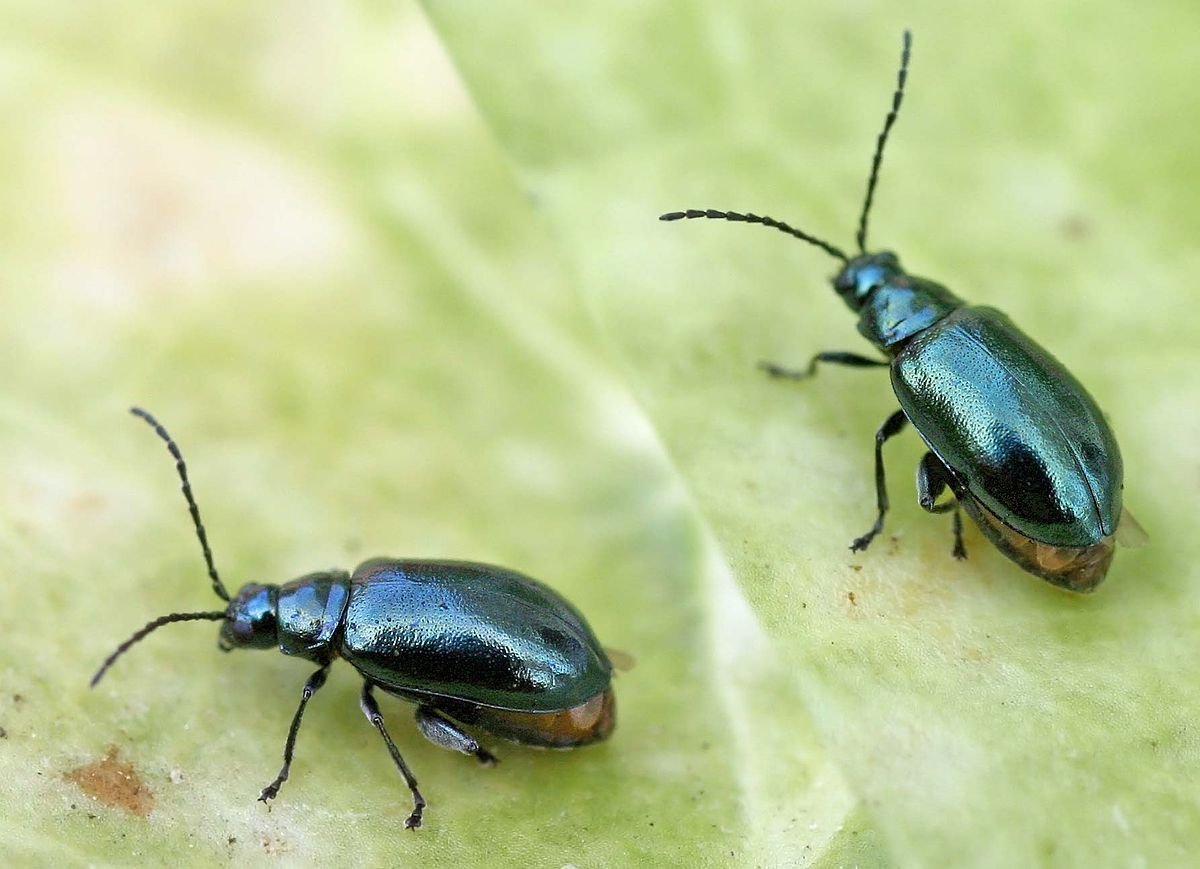 Крестоцветная блошка светлоногая
