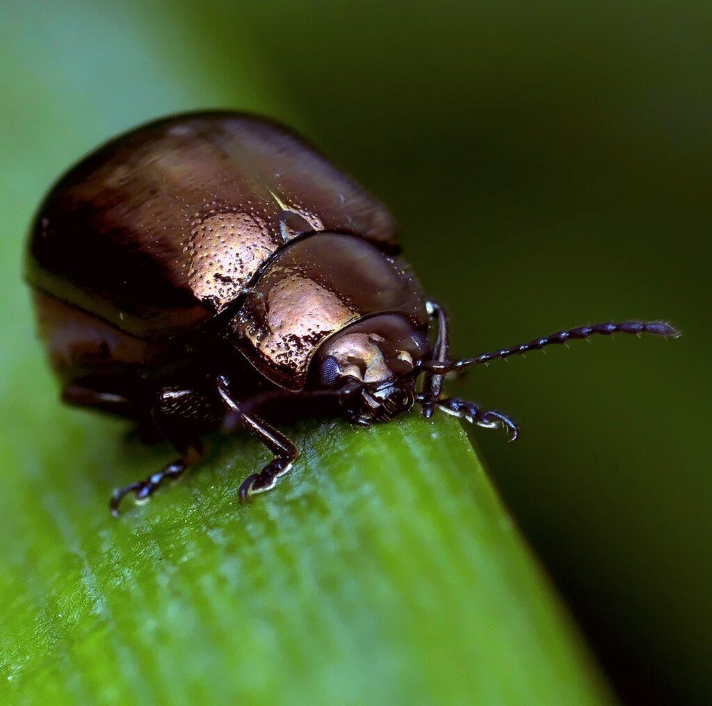 Жук Листоед черный