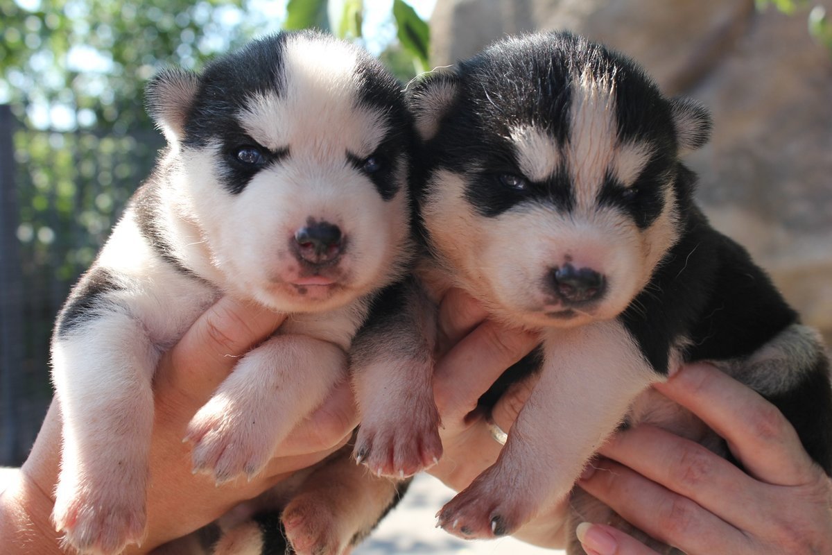 Щенки с закрытыми глазами