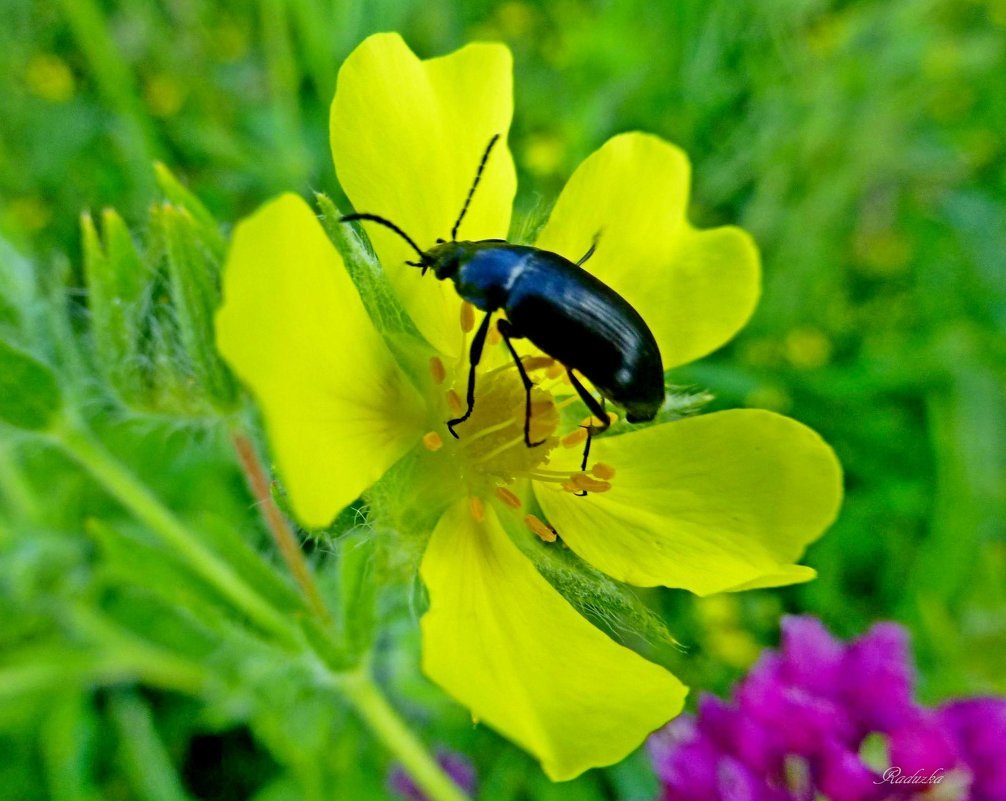 Насекомые Самарской области