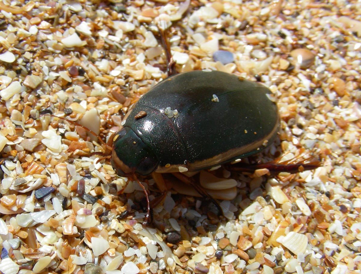 Жучок блошачок картинка