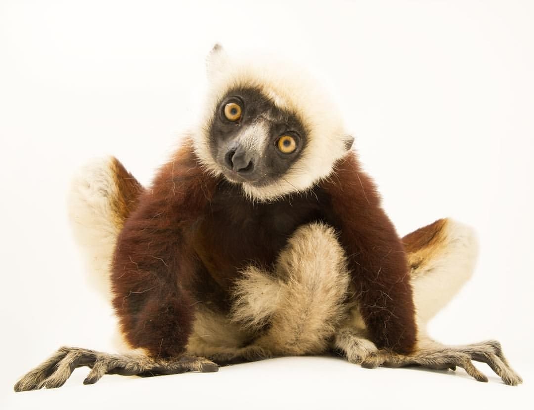 Фауна Мадагаскара