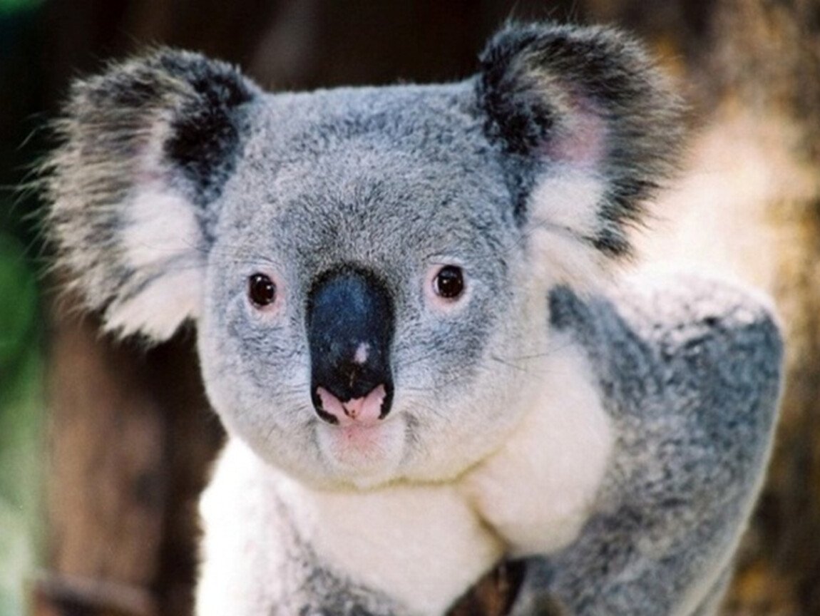 В Австралии необыкновенные животные