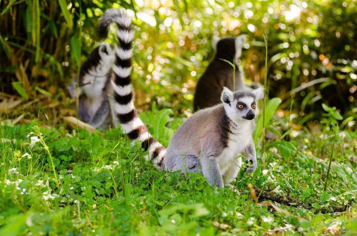 Сифаки на Мадагаскаре