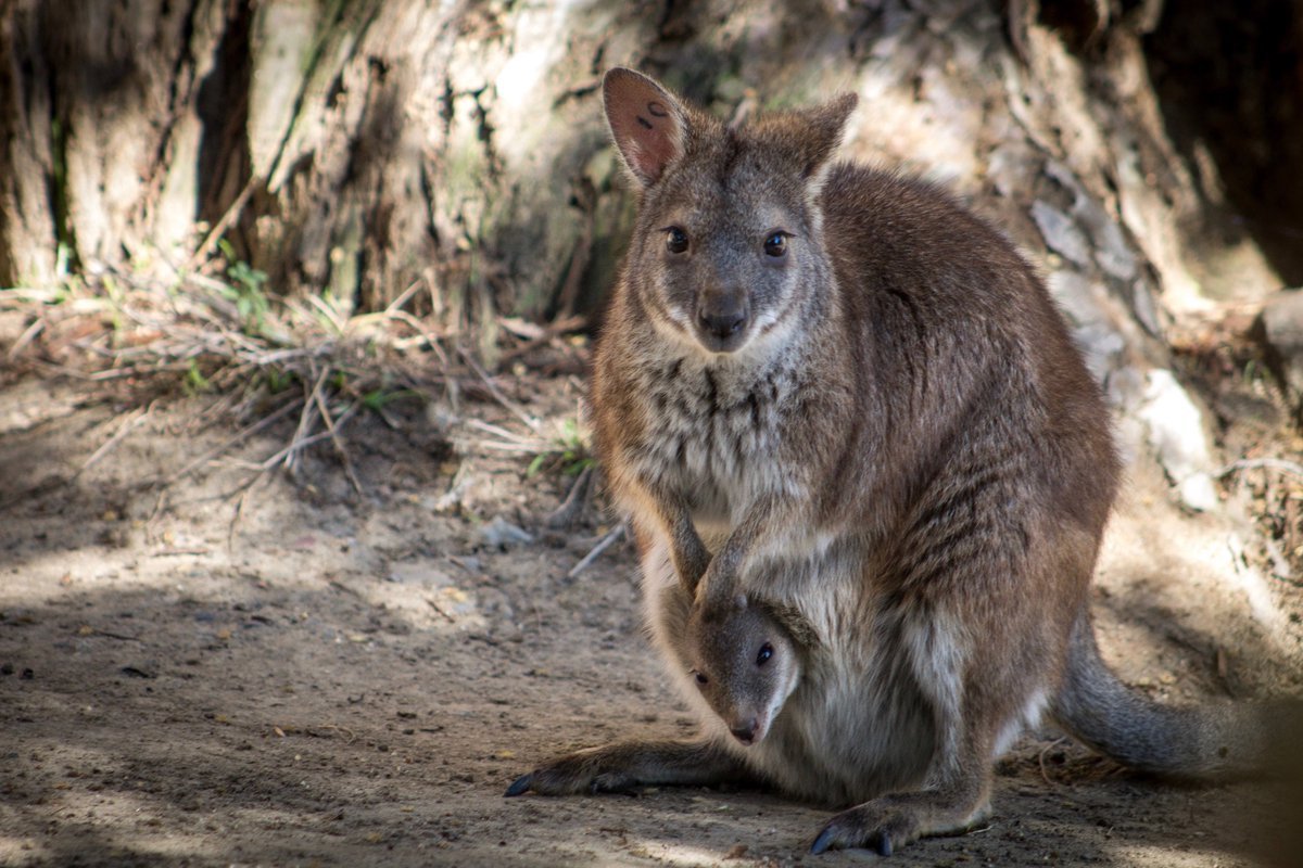 Экзотические домашние животные