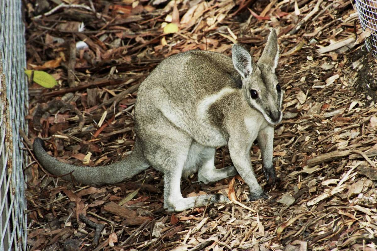 КОГТЕХВОСТЫЕ кенгуру