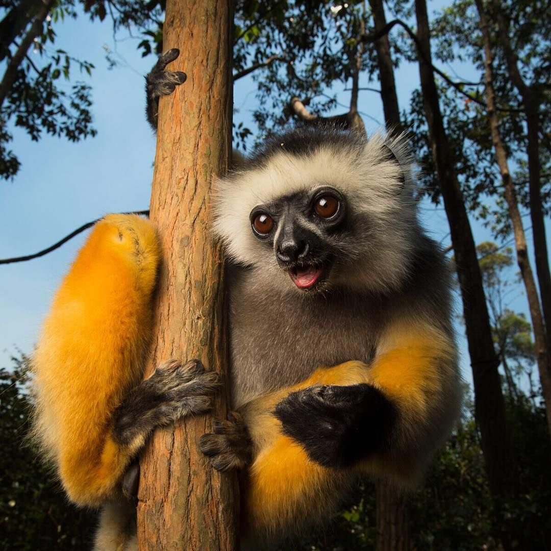 Лемур Мадагаскар