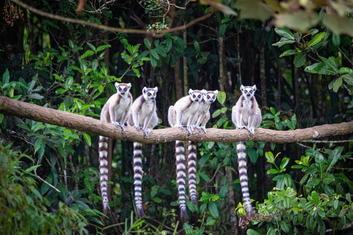 "Остров лемуров: Мадагаскар" 2014 года