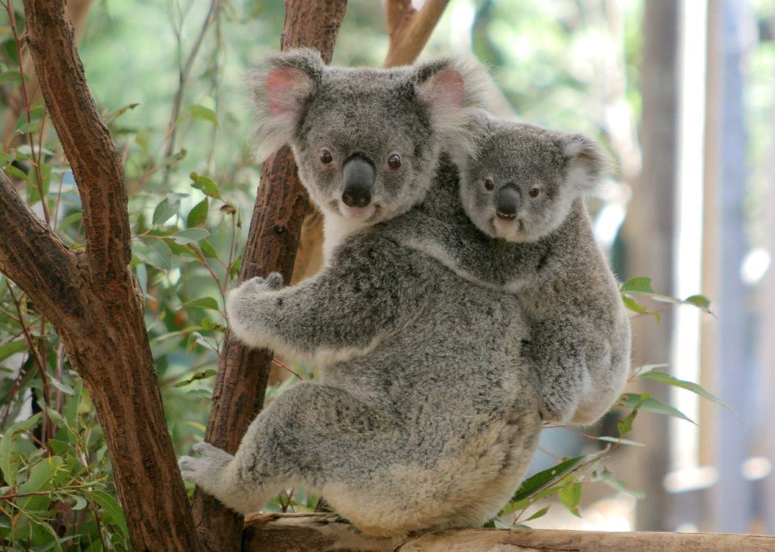 Lone Pine Koala Sanctuary Брисбен