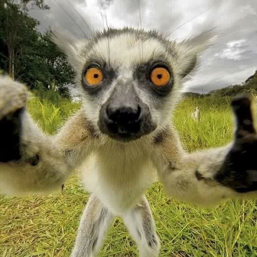 Мадагаскар лемур Морис