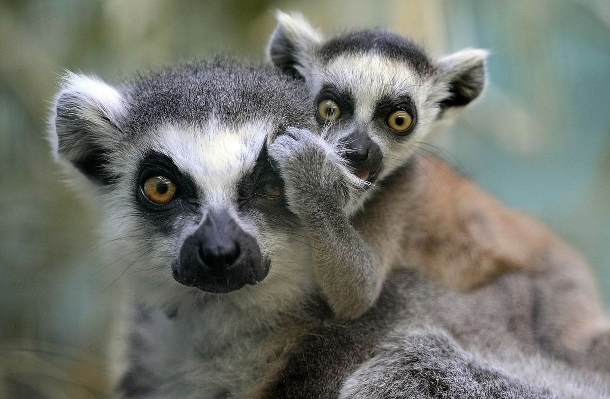 Сельва лемуры