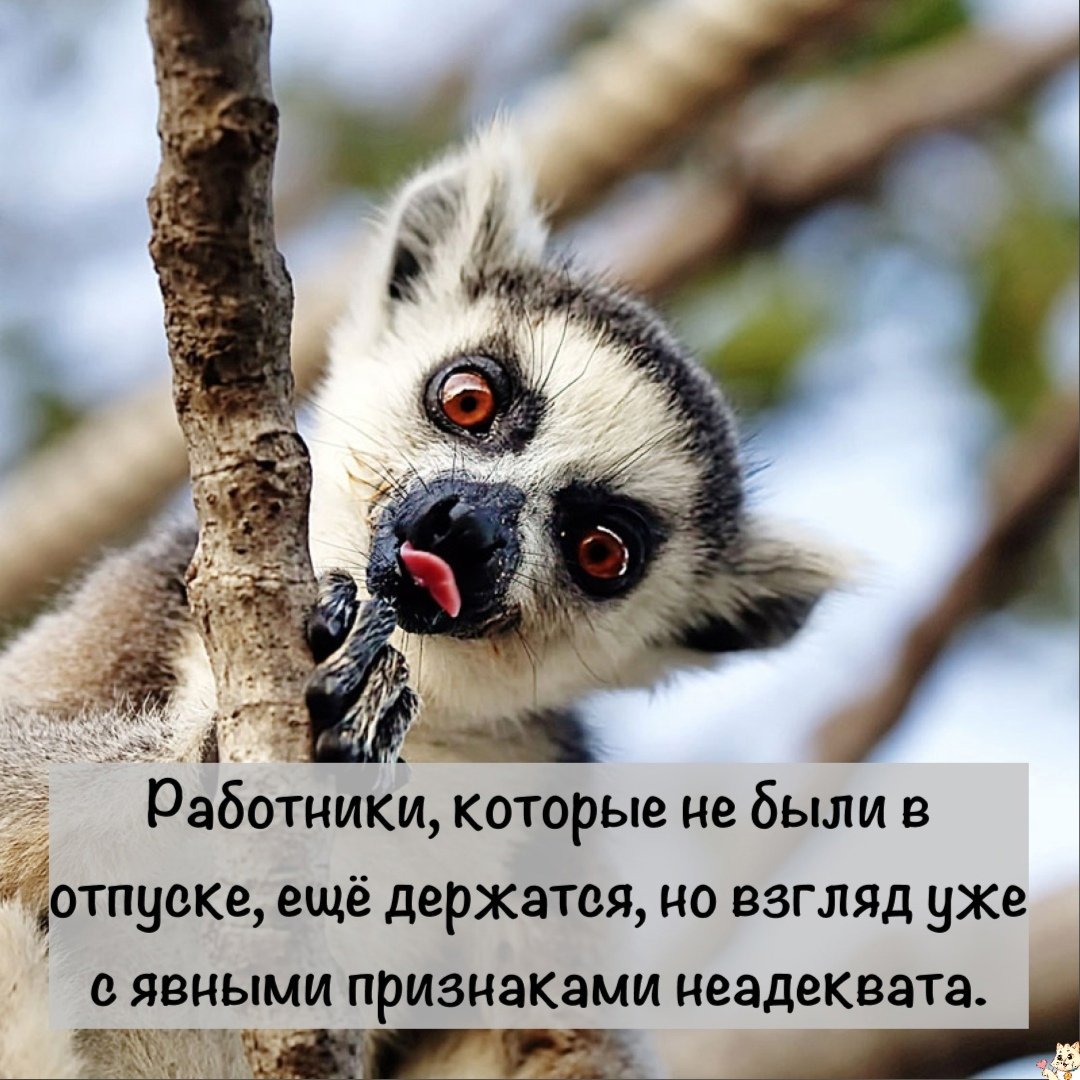 Лемур Морис порода