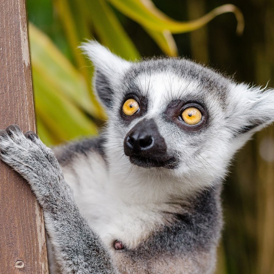 Лемур Король Джулиан