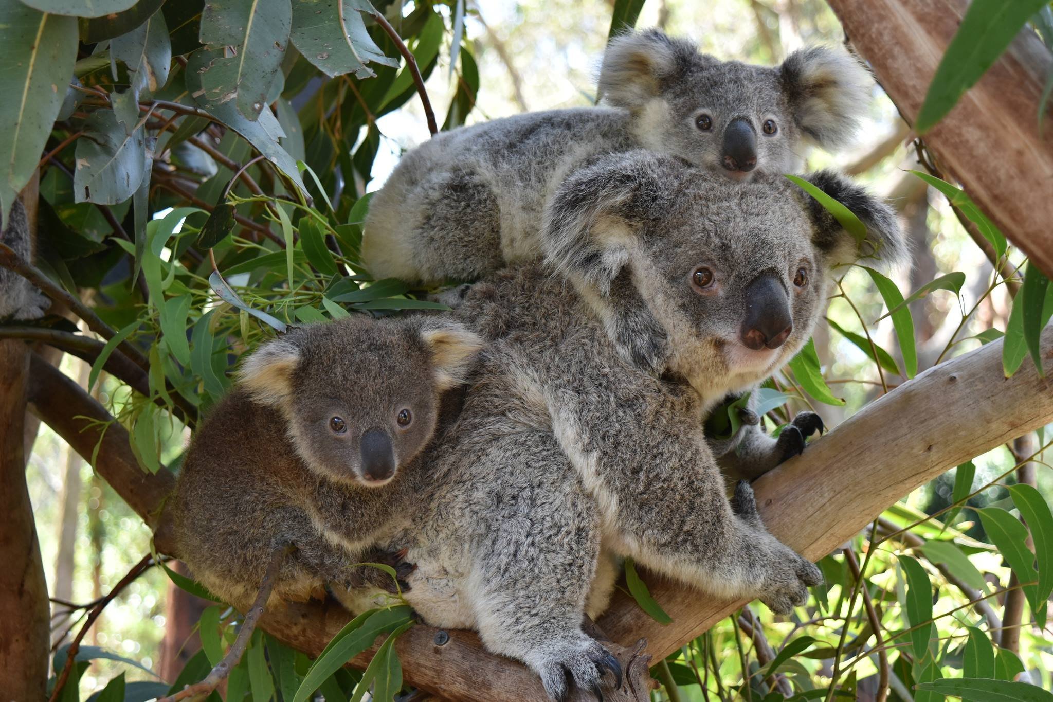 Австралийское животное меняющее внешний вид. Сумчатые животные коала. Австралия сумчатые коала. Эндемики Австралии коала. Мишка коала.