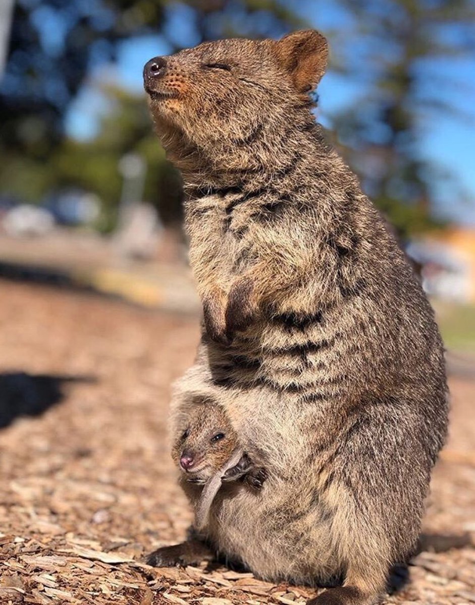 Коала сумчатое животное
