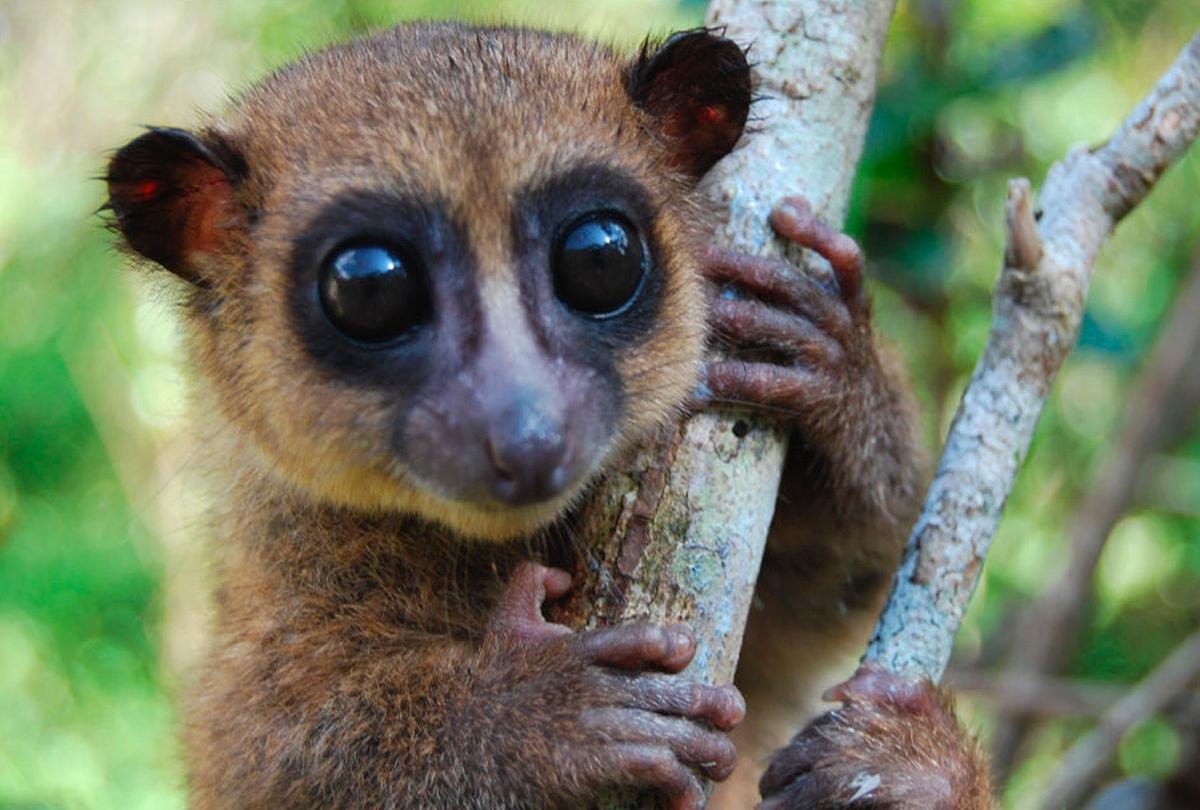 Удивленный лемур