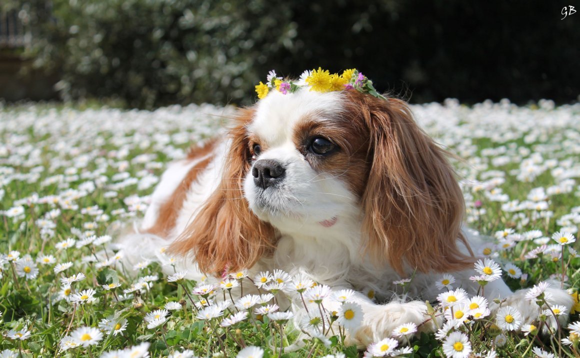 Собака кавалер Кинг Чарльз спаниель