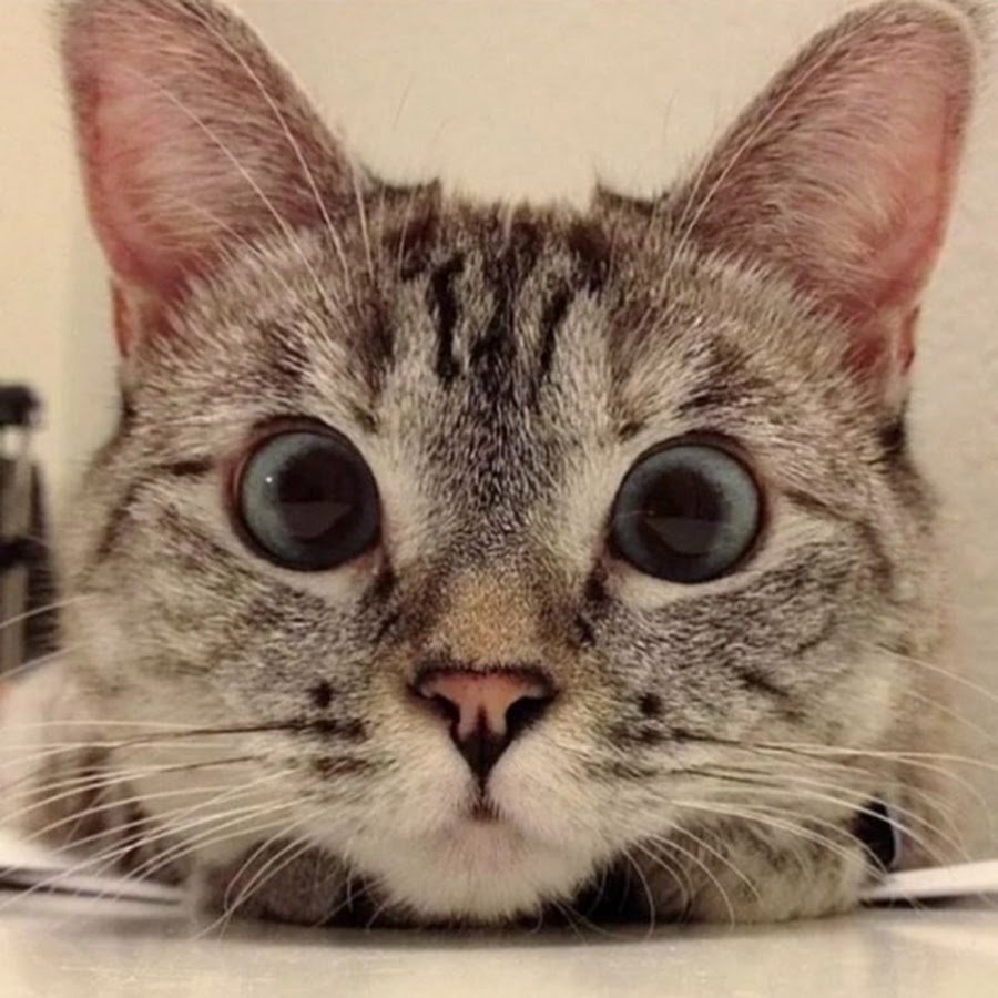 Популярные коты