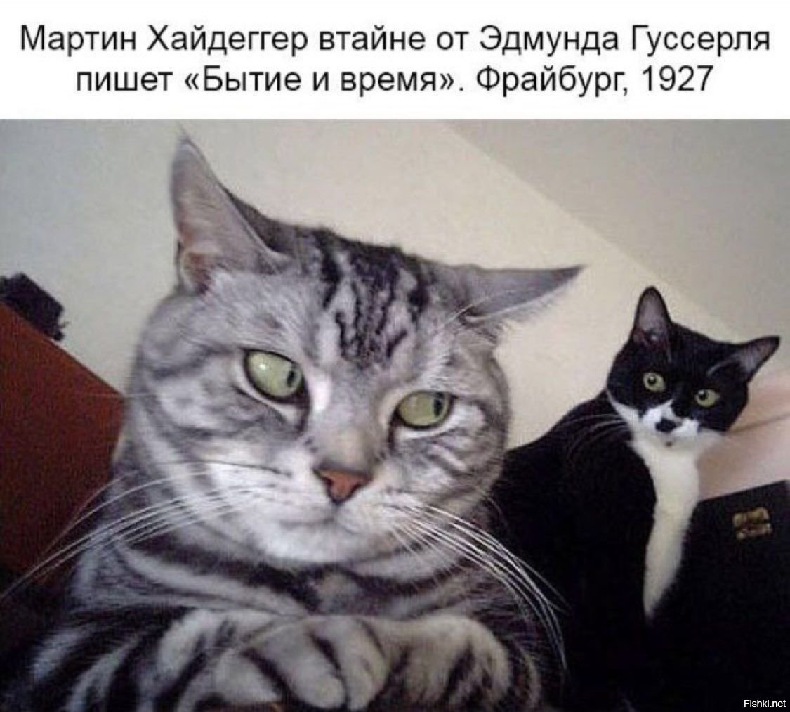 Два кота Мем