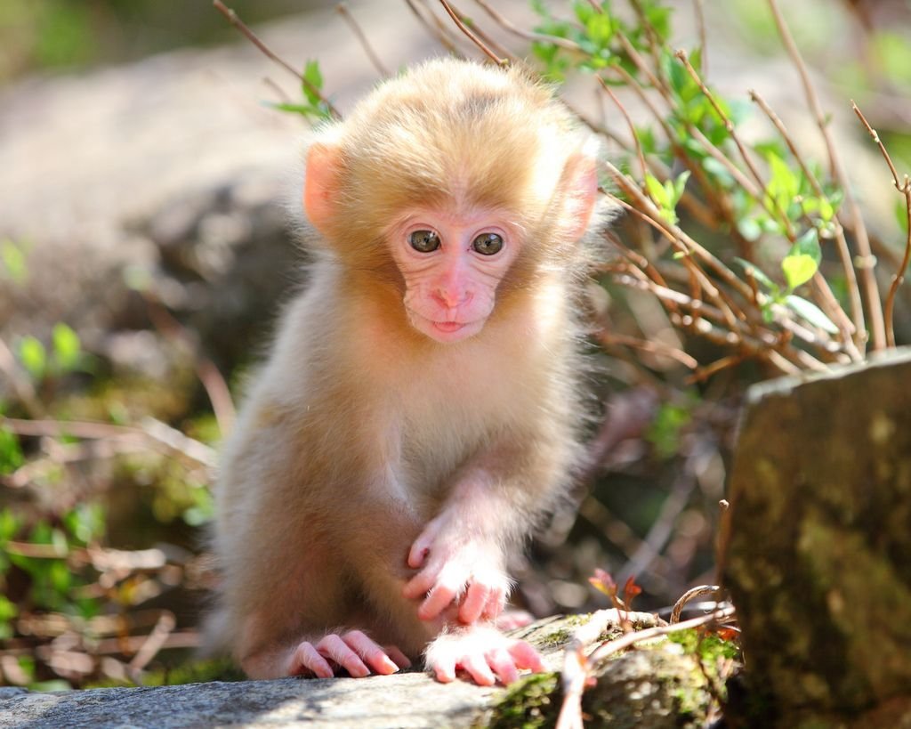 Маленькая обезьянка