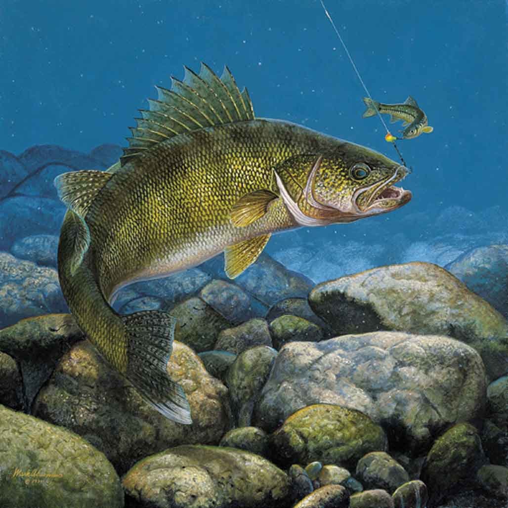 Горбуша Речная