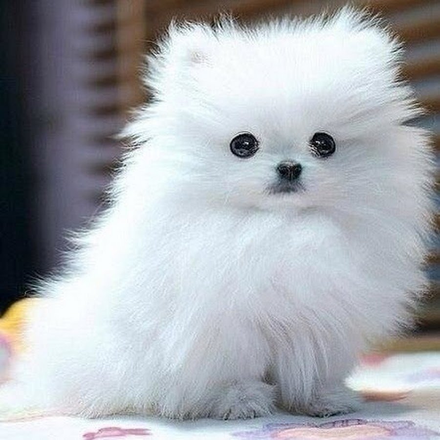 Померанский шпиц породы собак