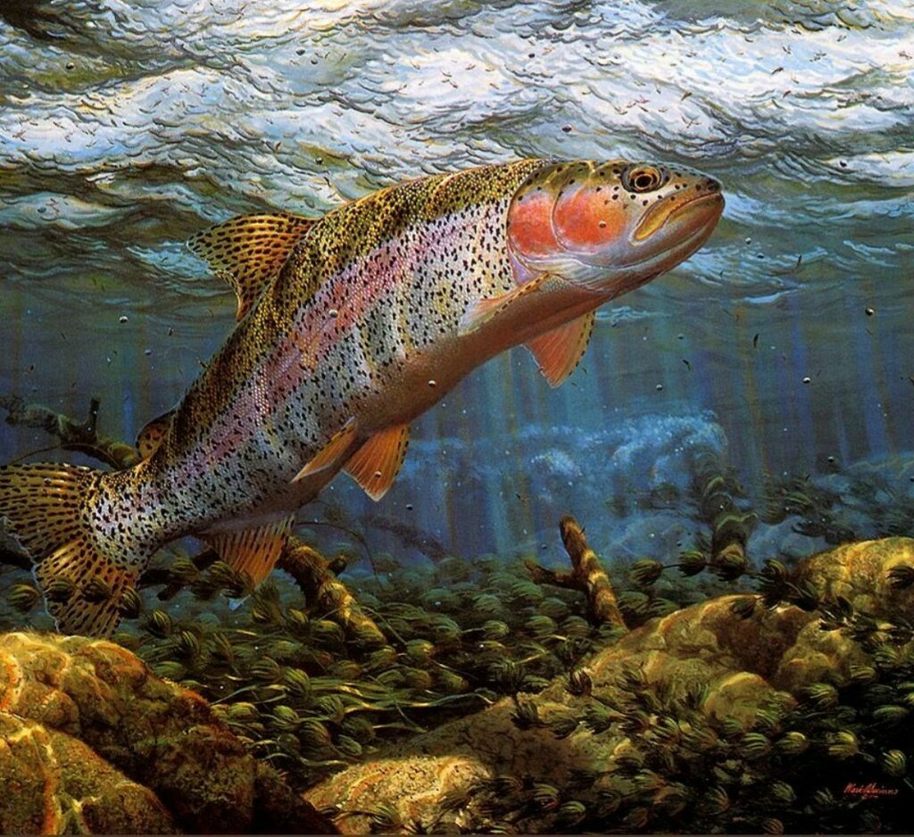 Озерная форель кумжа