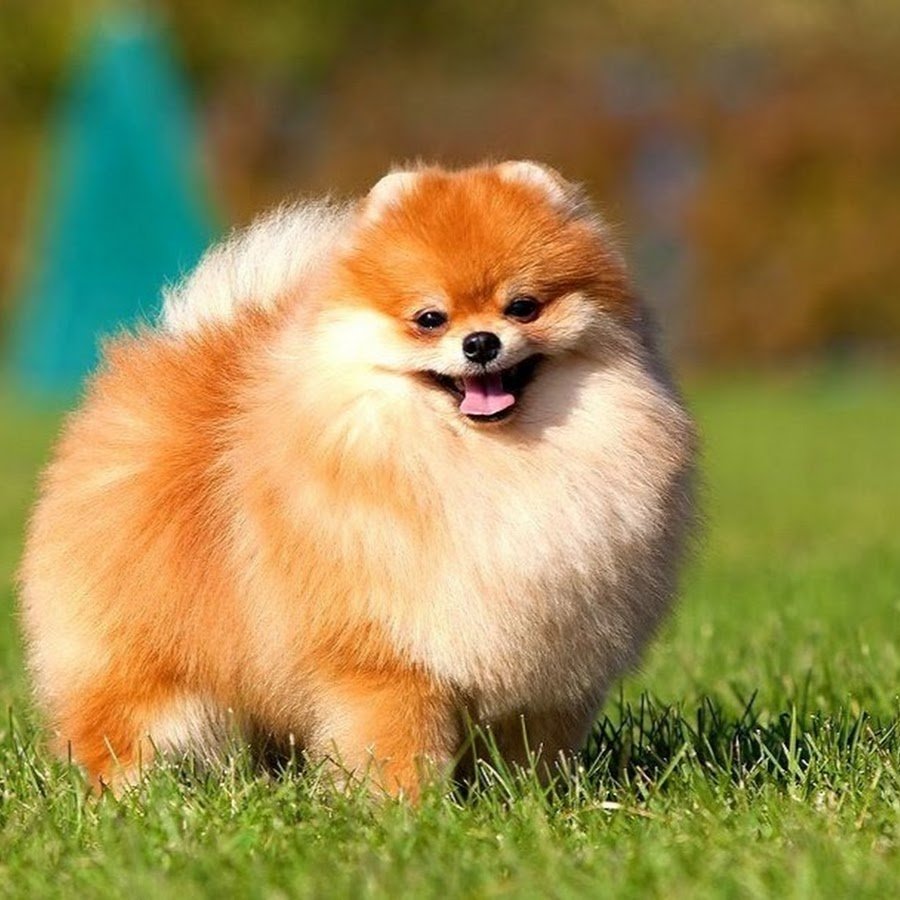 Померанский шпиц