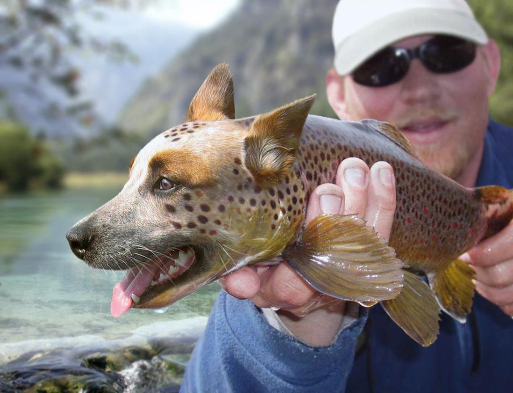 Смешные рыбы