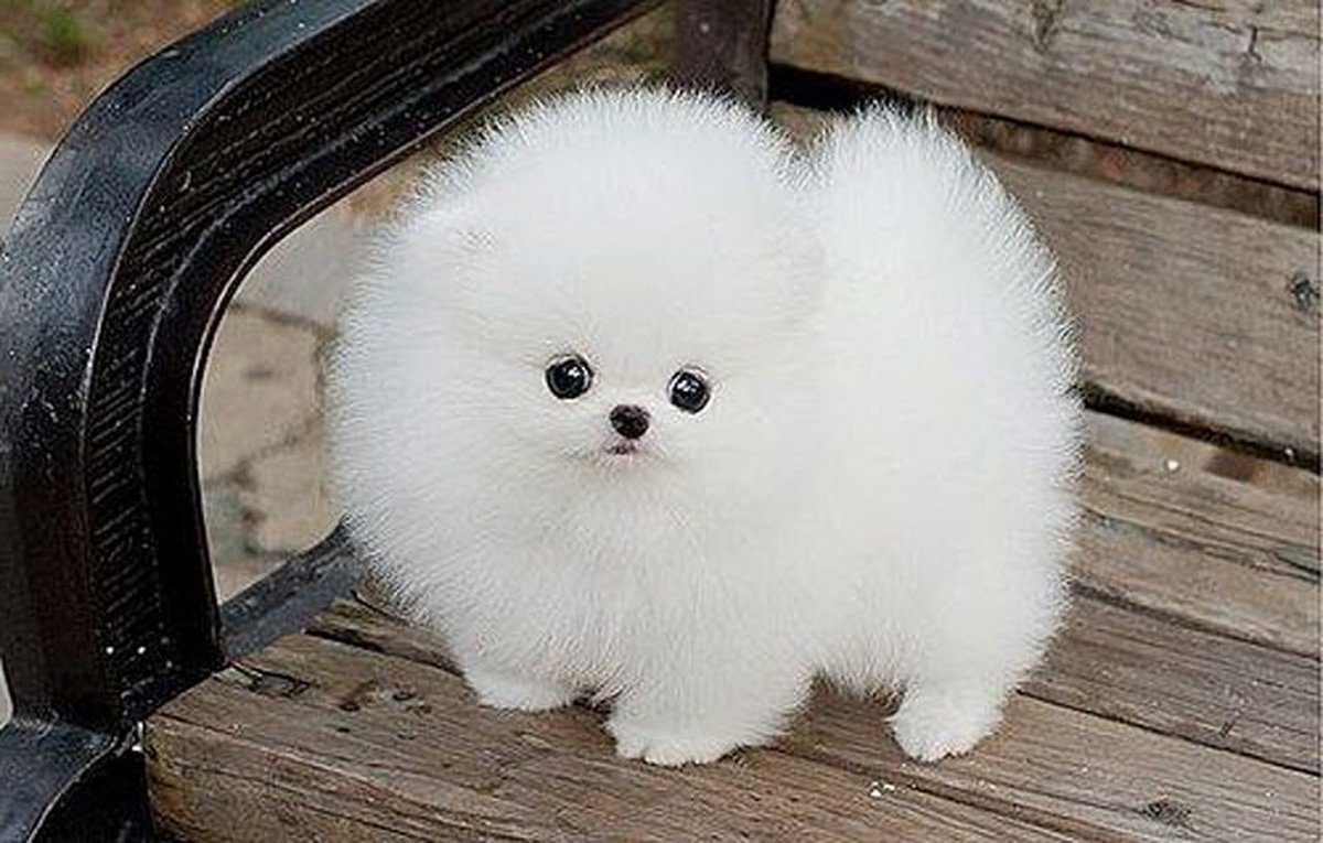 Померанский шпиц Teacup.