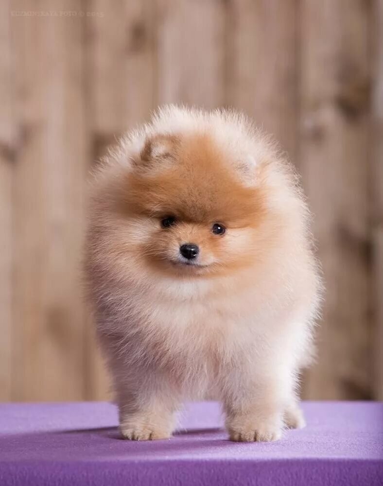 Померанский шпиц БОО