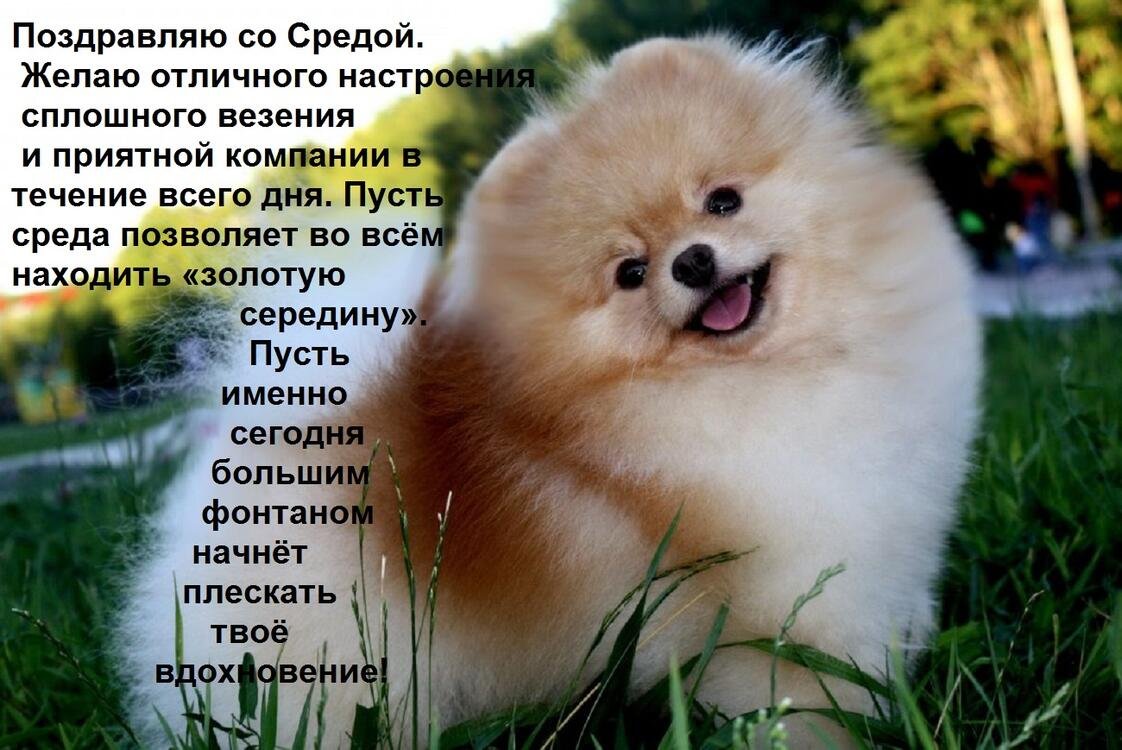 Померанский шпиц белый корейский