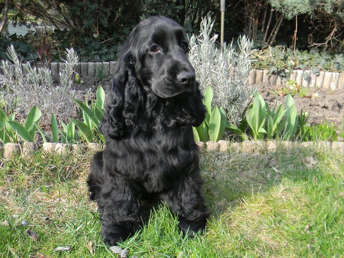 Кокер спаниель черный
