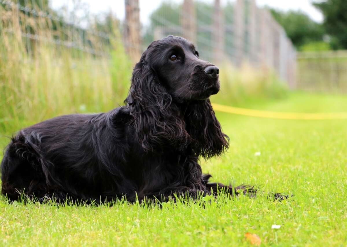 Кокер спаниель черный