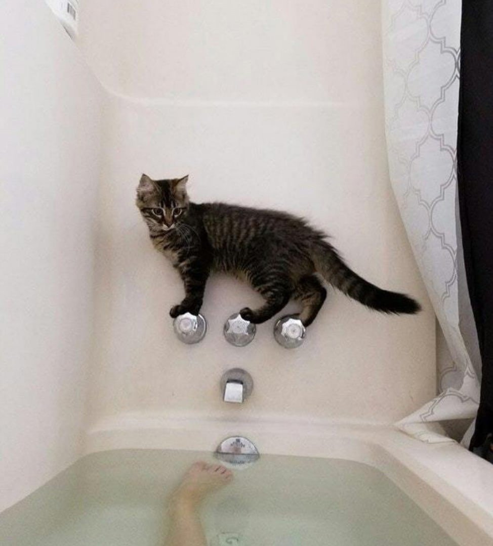 Котик в ванной