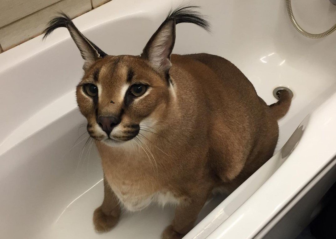 Каракал Гоша