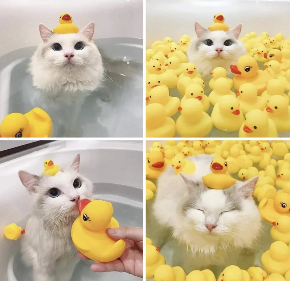 Котик и уточка