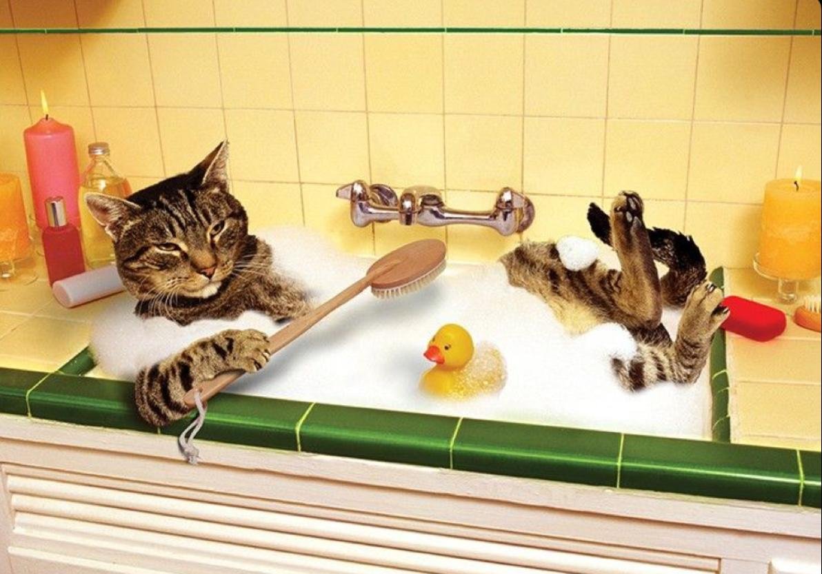 Кот лежит в ванной