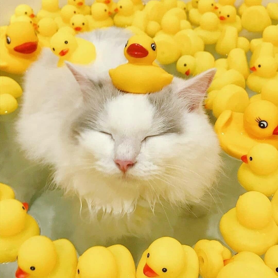 Кот в ванне с уточками