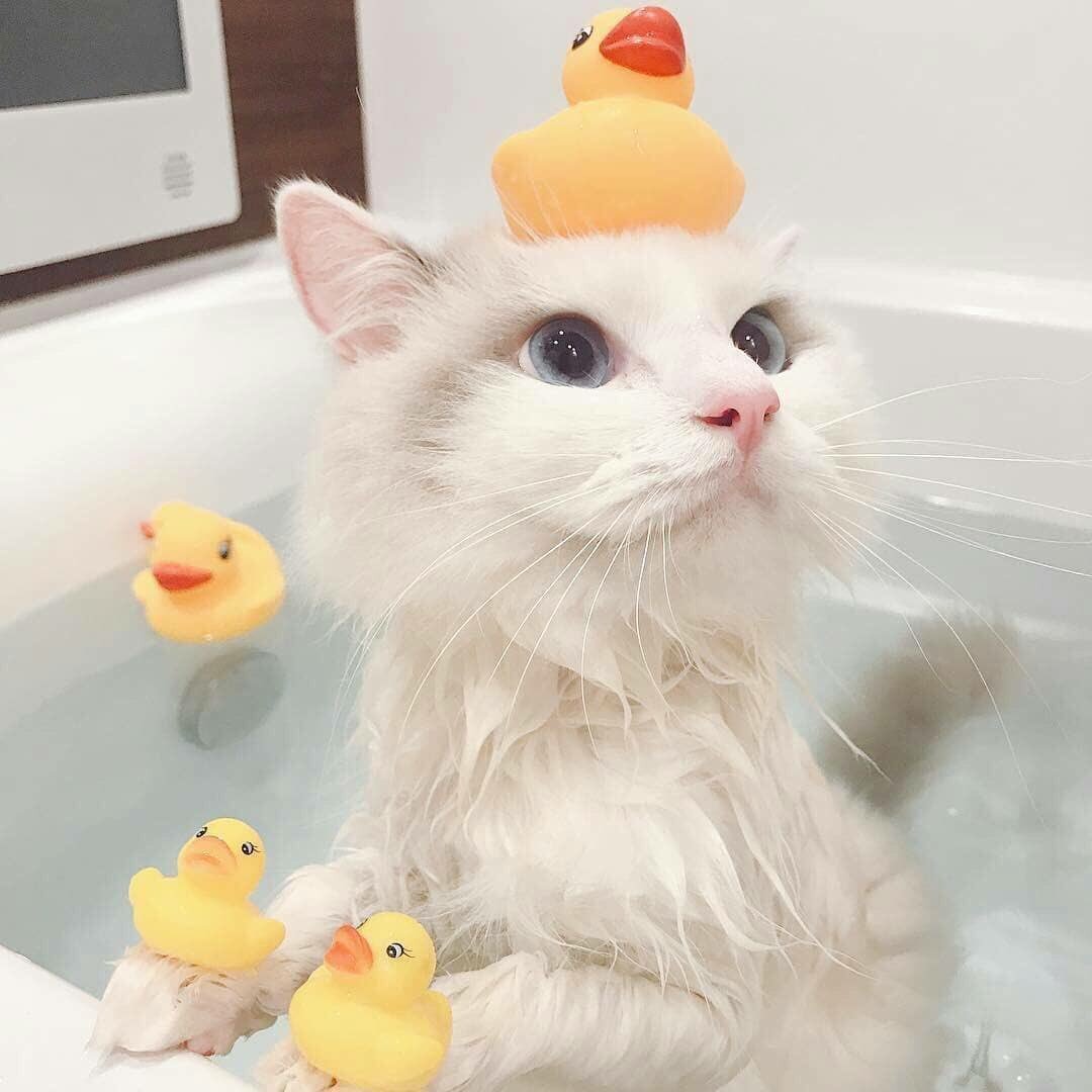 Котик купается в ванной